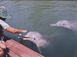 Dolphin at the sanctuary of truth