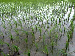 Rice in Thailand